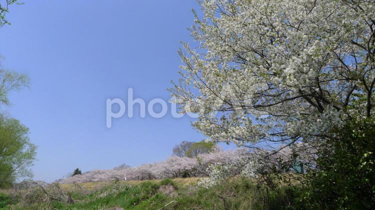 春の多摩川、サイクリングロード（府中、郷土の森付近） 春の花,春の多摩川,サイクリングロードの写真素材