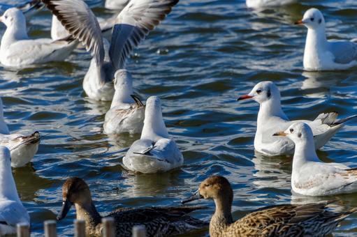 Black-headed gulls and ducks gathering on the water's surface, JPG Black-headed gulls and ducks gathering on the water's surface, JPG