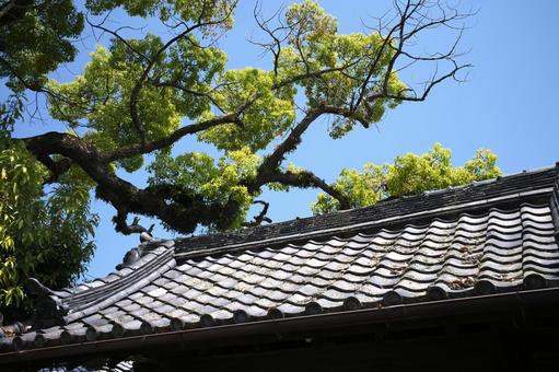 新緑の奈良公園 新緑の奈良公園の写真