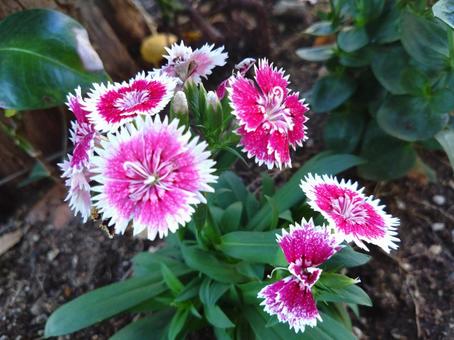 花 花の写真