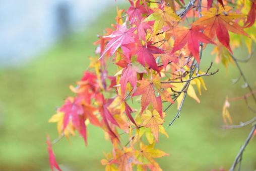 紅葉 紅葉の写真