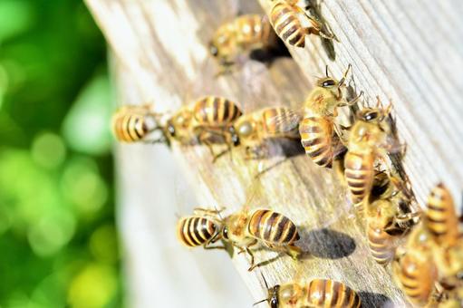 Bee Flock SDGs Sustainable Natural Environment Immunity Family Communication Material Background Bee Flock SDGs Sustainable Natural Environment Immunity Family Communication Material Background
