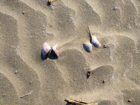 砂浜に埋もれる貝殻 貝殻,海,シェルの写真素材