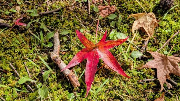 秋の赤い落ち葉と枝や苔 苔,落ち葉,秋の写真素材