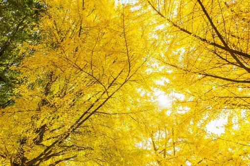 黄葉したイチョウの梢 イチョウ,銀杏,黄葉の写真素材