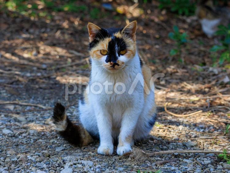 猫の島に住む可愛い三毛猫さんです。 猫,三毛猫,野良猫の写真素材