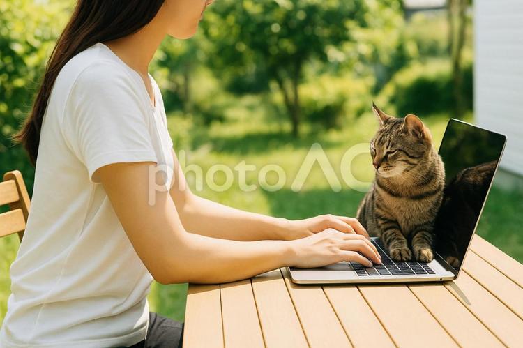 夏の日差しの中で猫と仕事をする女性 夏,女性,ビジネスの写真素材