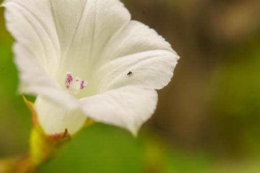 白いムクゲの花 白いムクゲの花の写真