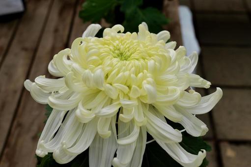 鎌倉, 大船フラワーセンターの菊の花 菊,大船フラワーセンター,鎌倉の写真素材