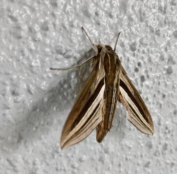 が 蛾 虫 蝶 が 蛾 虫 蝶の写真