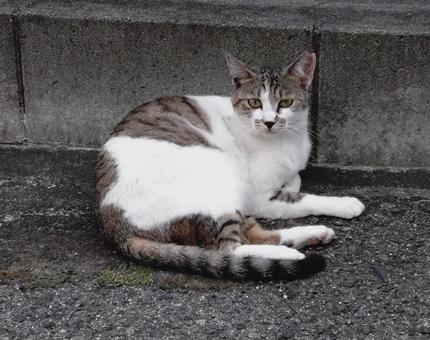 Probably a stray cat, JPG Probably a stray cat, JPG