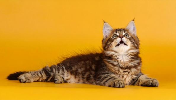 赤ちゃんネコ 赤ちゃんネコの写真