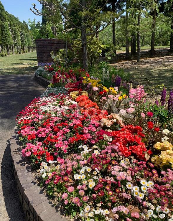 湧永庭園の花壇 花壇,湧永庭園,広島の写真素材