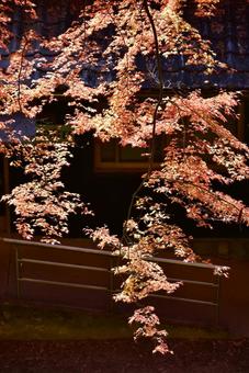 香嵐渓の紅葉 愛知の絶景 モミジ 秋風景 紅葉,秋,モミジの写真素材