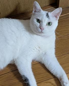 猫A 猫A ねこ,ネコ,ペットの写真素材