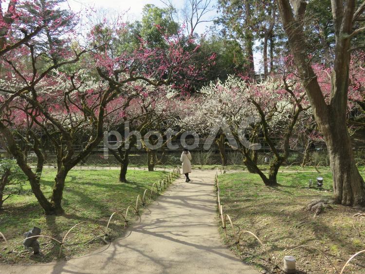 京都　北野天満宮　梅林  京都,北野天満宮,梅林の写真素材