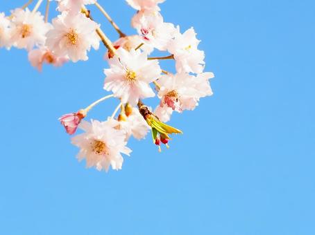 青空に咲く桜の花と葉 青空に咲く桜の花と葉 桜,春,青空の写真素材