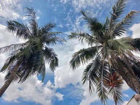 Blue sky and towering palm trees, JPG