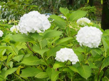 Hydrangea, JPG