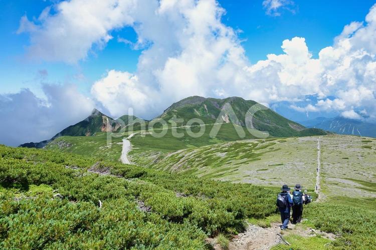 乗鞍畳平でトレッキングを楽しむ トレッキング,乗鞍岳,ハイマツの写真素材