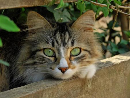 町中の猫 町中の猫の写真