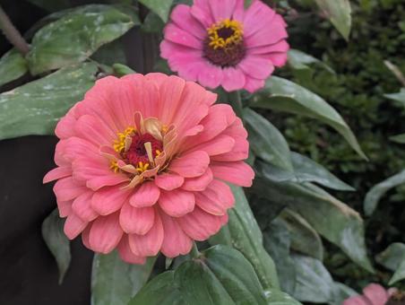 ジニア ジニア,百日草,夏の写真素材