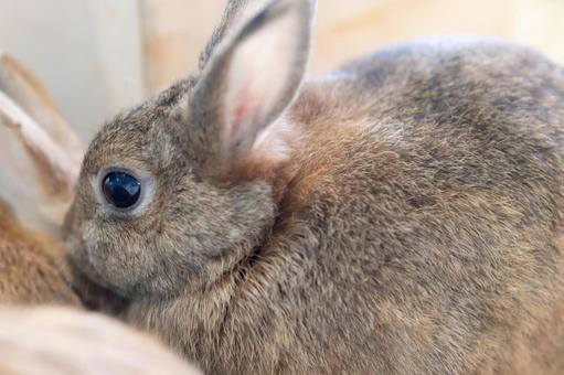 うさぎの瞳と横顔 うさぎ,動物,ペットの写真素材