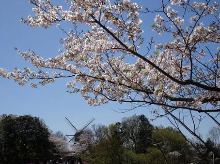 Photo, april, cherry blossoms, petal, 