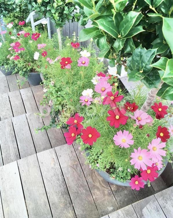 コスモスと階段 コスモス,花,階段の写真素材