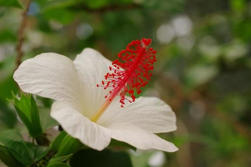 ハイビスカス ハワイの花 白い花 ハイビスカス ハワイの花 白い花 ハイビスカス,ハワイの花,白い花の写真素材