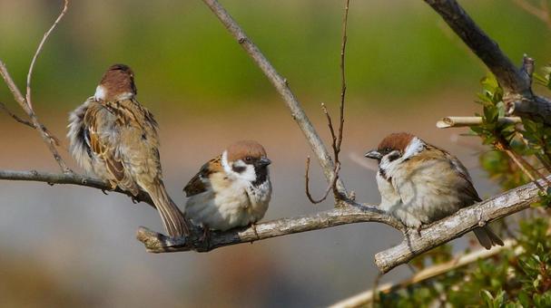 小枝で休むスズメの写真
