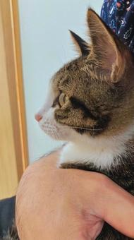 愛らしい子猫との触れ合い 愛らしい子猫との触れ合い 猫,子猫,ペットの写真素材