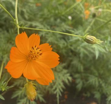 オレンジフラワーの写真