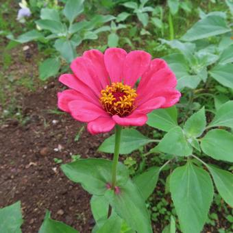 Zinnia elegans, JPG