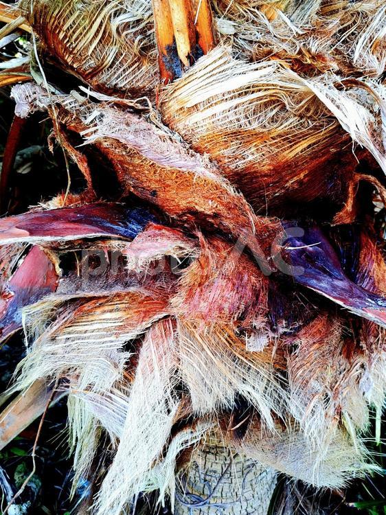 ヤシの木　茶色の部分 ヤシの木,茶色,部分の写真素材