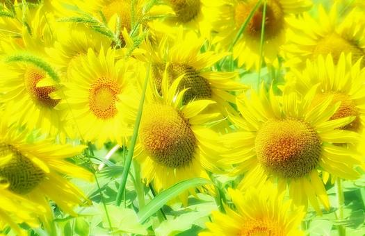 夏の風景/明るく陽気な向日葵の花 夏の風景/明るく陽気な向日葵の花 向日葵,夏,花の写真素材