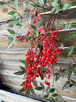 ナンテン 南天,赤い実,冬の写真素材