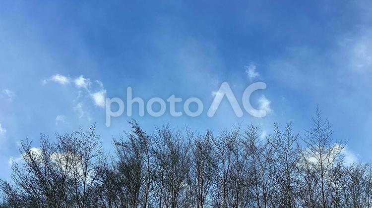 冬空と木立（ナツツバキ） 木立,青空,空の写真素材