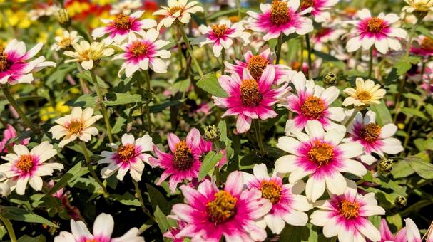 白とピンクのグラデーションフラワー 白,ピンク,グラデーションの写真素材