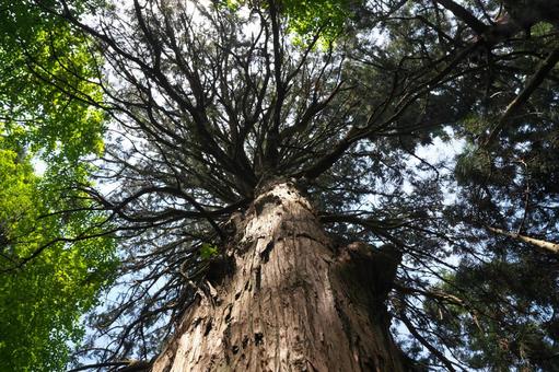 老木を見上げる 加茂山公園,老木,自然の写真素材
