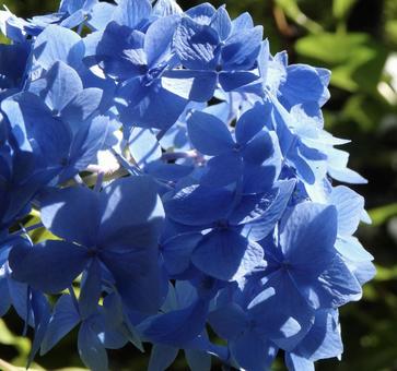 紫陽花 紫陽花の写真