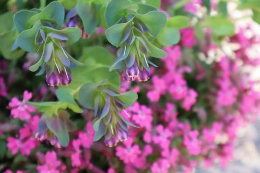 春の花壇 セリンセマヨール 春の花壇 セリンセマヨールの写真