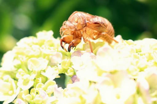 Summer sunlight and cicada shells, JPG Summer sunlight and cicada shells, JPG