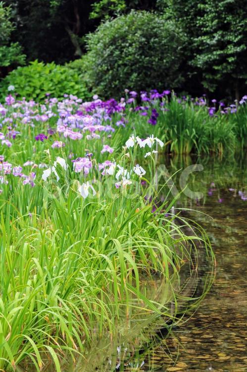 花しょうぶの22 湿地,水辺,風景の写真素材