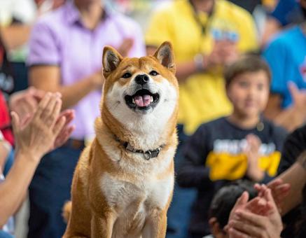 褒め称えられて誇らしげな柴犬の写真