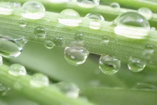 葉っぱ 水滴,雨,雨粒の写真素材