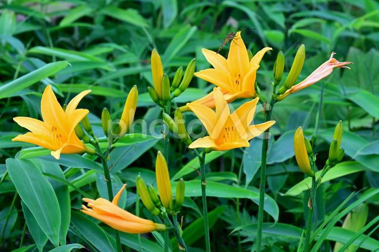 咲き誇るニッコウキスゲ群生（霧降高原） 花,ニッコウキスゲ,風景の写真素材