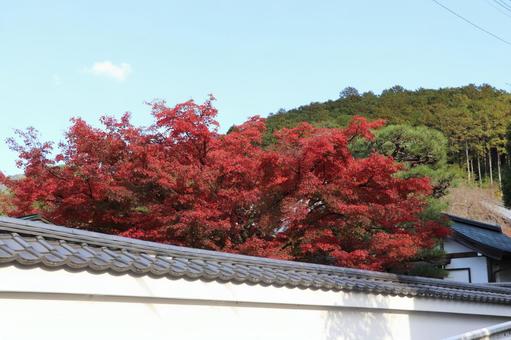 圓光寺　紅葉 圓光寺,紅葉,瑞巌山の写真素材