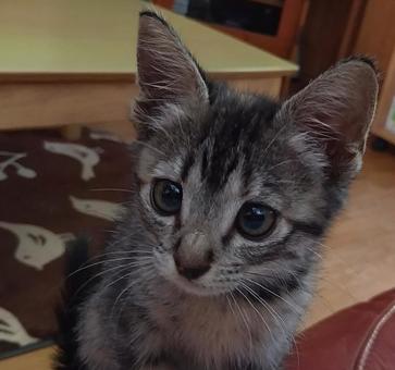 キジ猫 子猫 アップ キジ猫 子猫 アップの写真