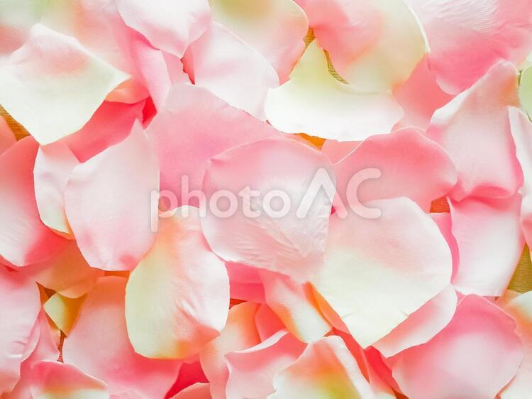 花びらの絨毯 花びら,ピンク,敷き詰めるの写真素材